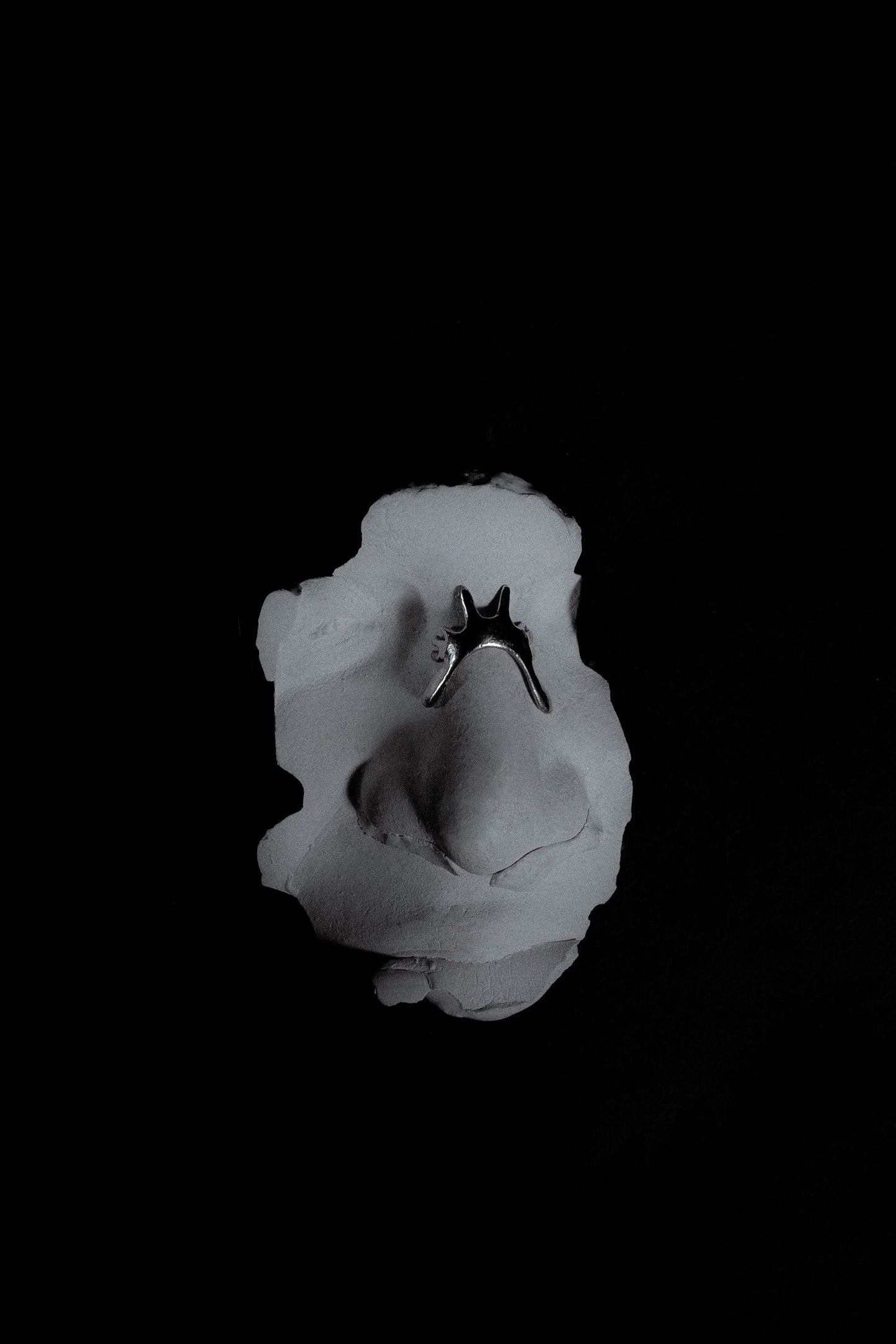Naricera Paradoxa